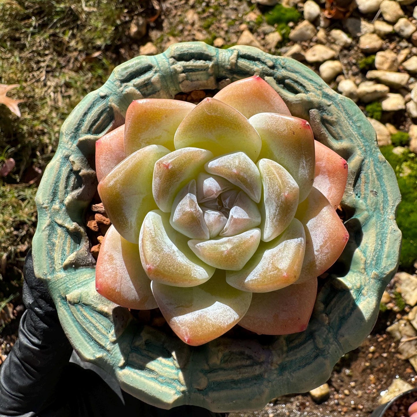 Echeveria  Korean  cream ' Ice Green',  single head,  2.4inches,   great quality,  Bare Root, Imported Rare Succulent, gift