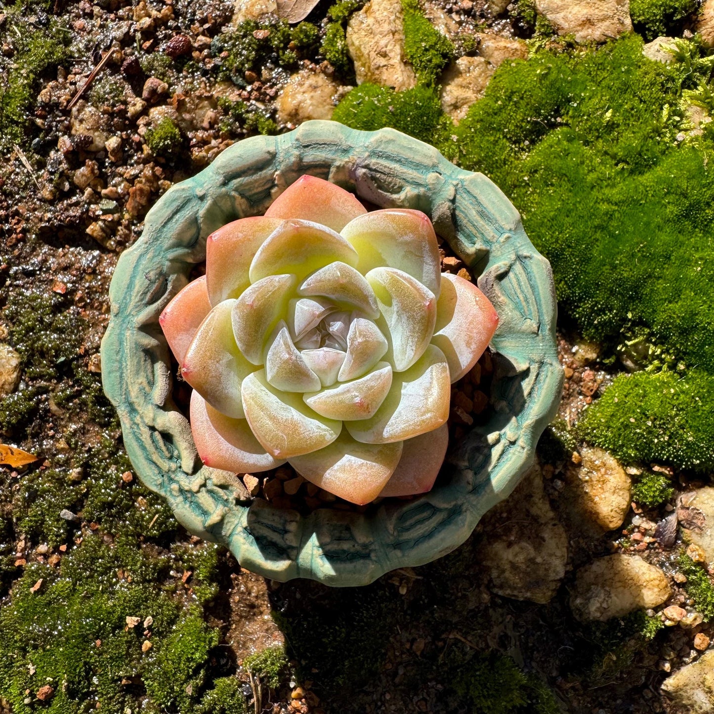 Echeveria  Korean  cream ' Ice Green',  single head,  2.4inches,   great quality,  Bare Root, Imported Rare Succulent, gift