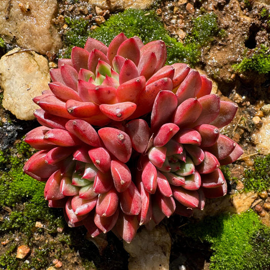 Echeveria 'tuberose', small cluster,  2.4inches,  NEW Hybrid , Bare Root, Imported Rare Succulent, gift