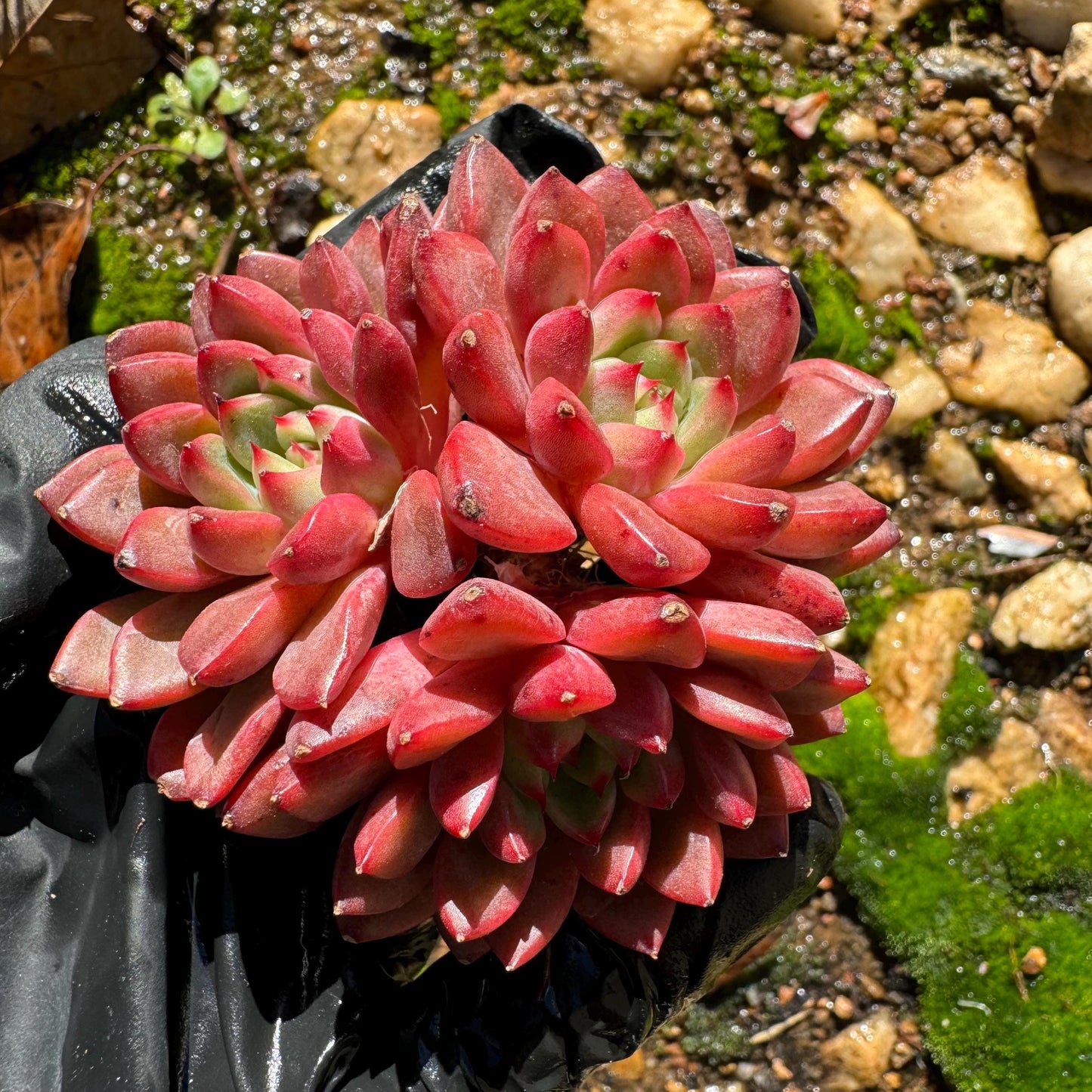 Echeveria 'tuberose', small cluster,  2.4inches,  NEW Hybrid , Bare Root, Imported Rare Succulent, gift