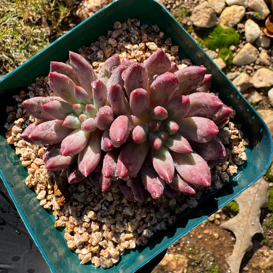 Echeveria 'Goldfish Hime', 2heads, New hybrid, nice color, 2.8inches,  Imported Rare Succulent, Bare Root