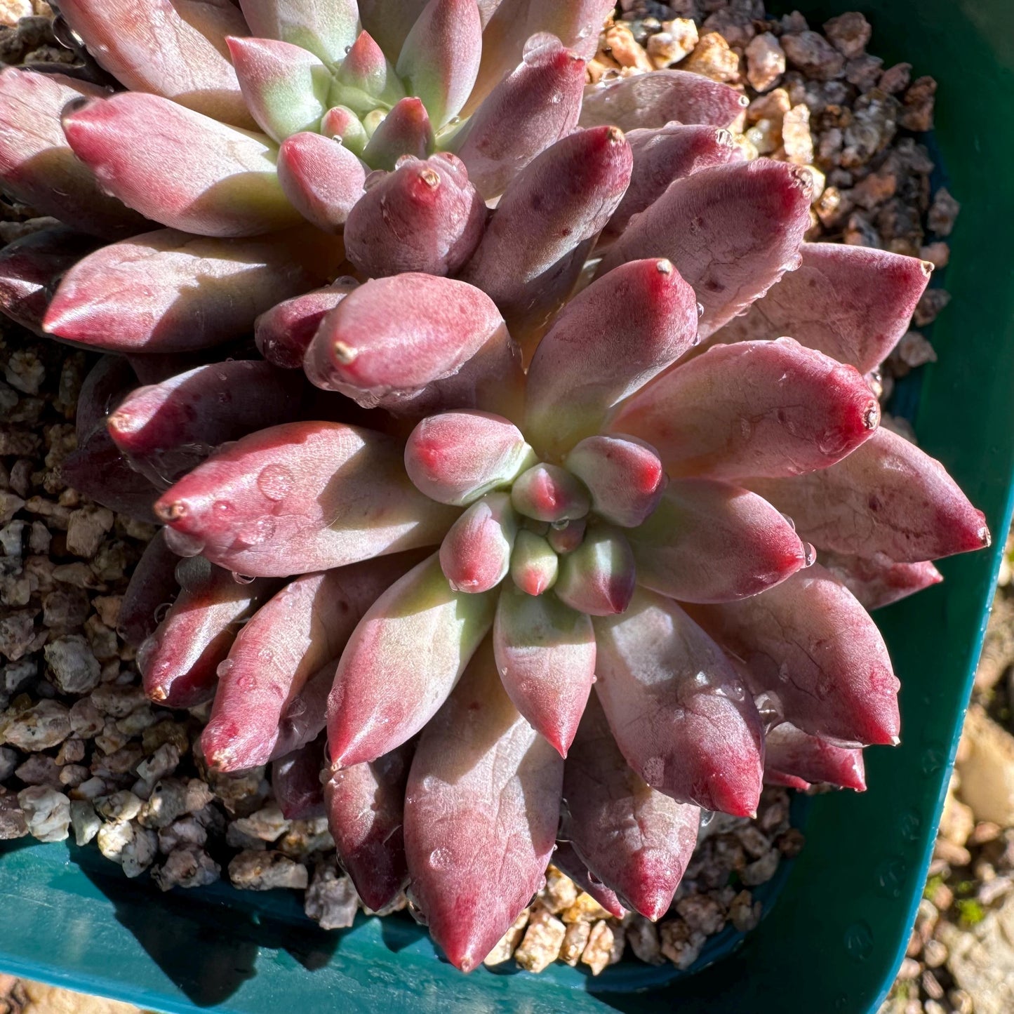 Echeveria 'Goldfish Hime', 2heads, New hybrid, nice color, 2.8inches,  Imported Rare Succulent, Bare Root