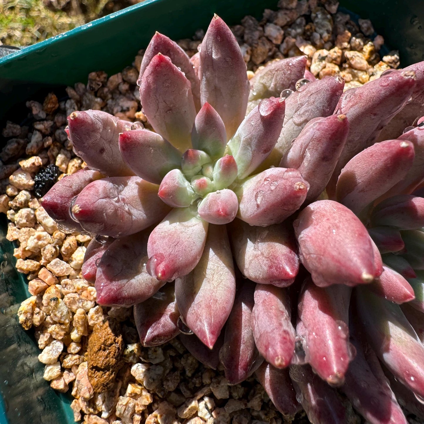 Echeveria 'Goldfish Hime', 2heads, New hybrid, nice color, 2.8inches,  Imported Rare Succulent, Bare Root