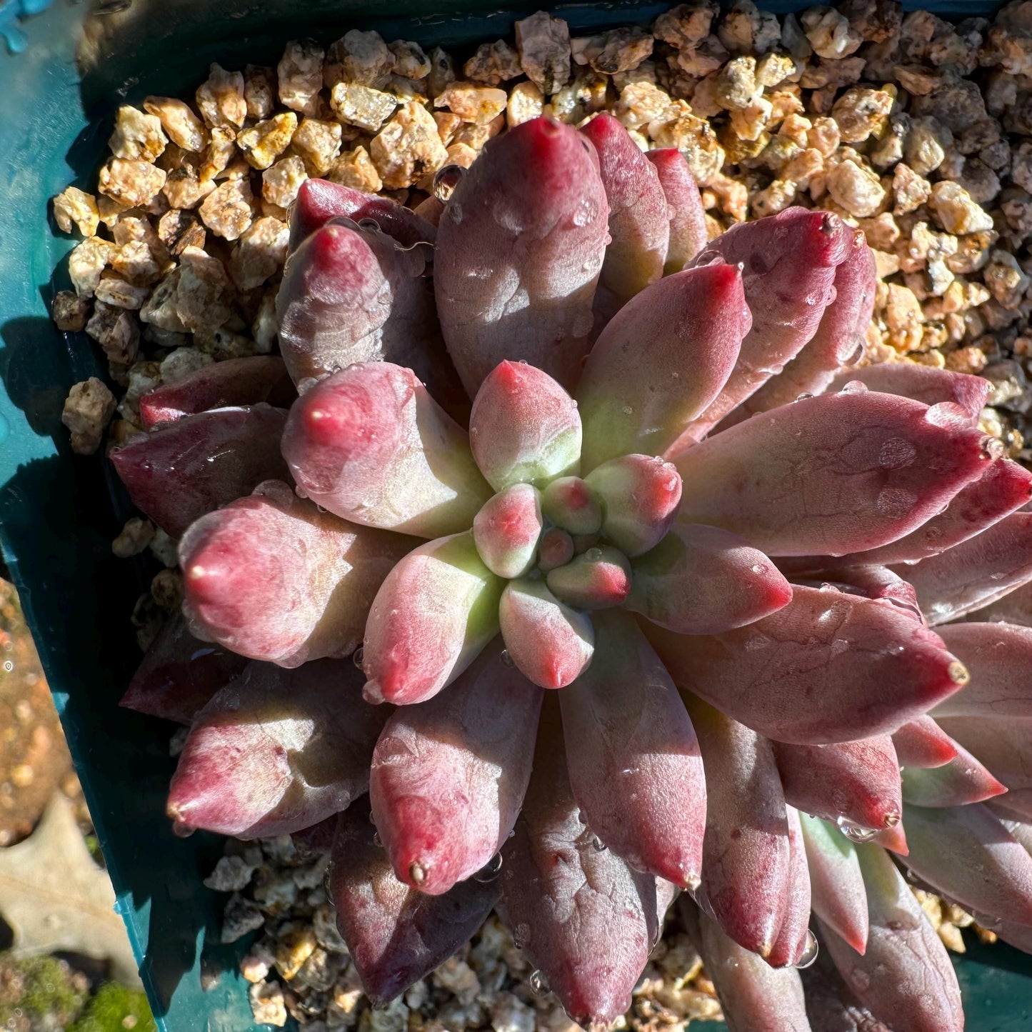 Echeveria 'Goldfish Hime', 2heads, New hybrid, nice color, 2.8inches,  Imported Rare Succulent, Bare Root