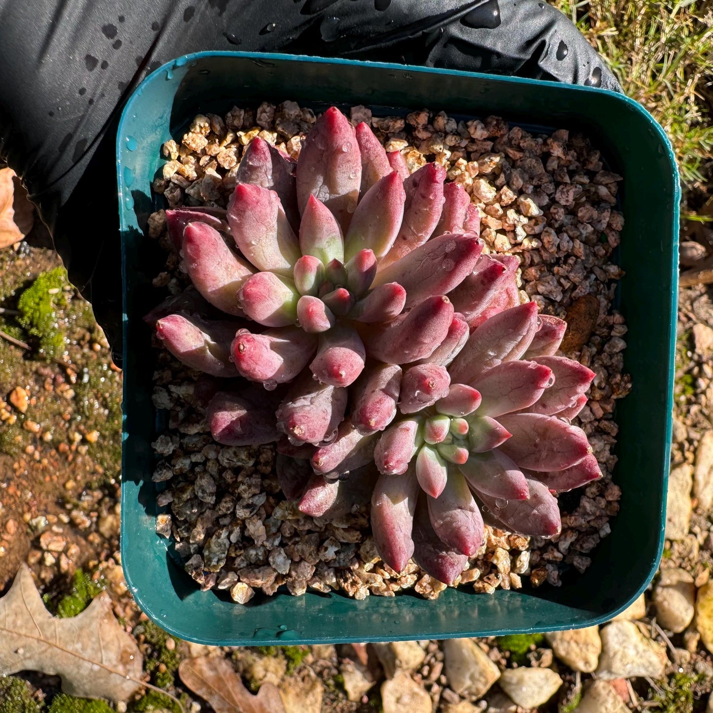 Echeveria 'Goldfish Hime', 2heads, New hybrid, nice color, 2.8inches,  Imported Rare Succulent, Bare Root