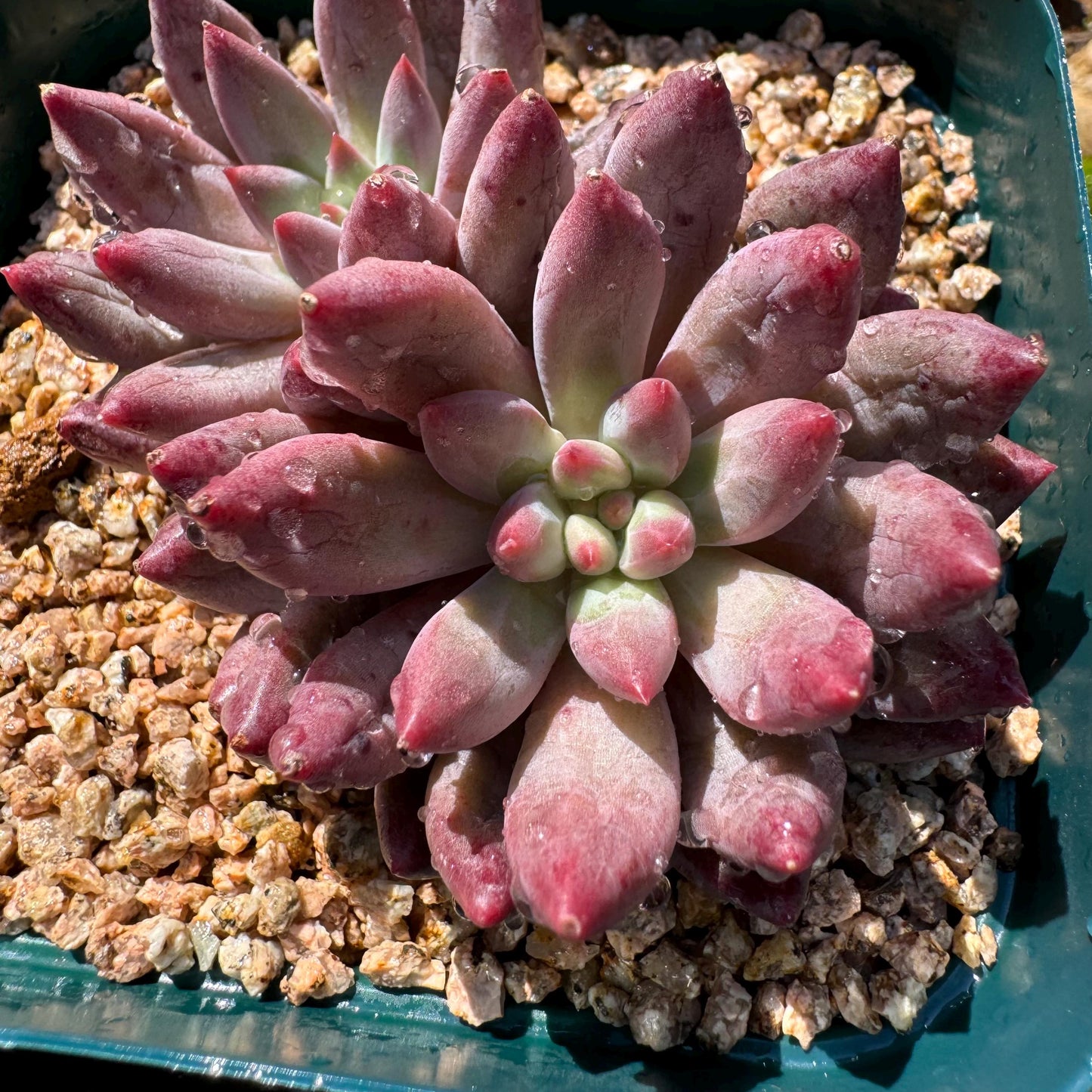 Echeveria 'Goldfish Hime', 2heads, New hybrid, nice color, 2.8inches,  Imported Rare Succulent, Bare Root