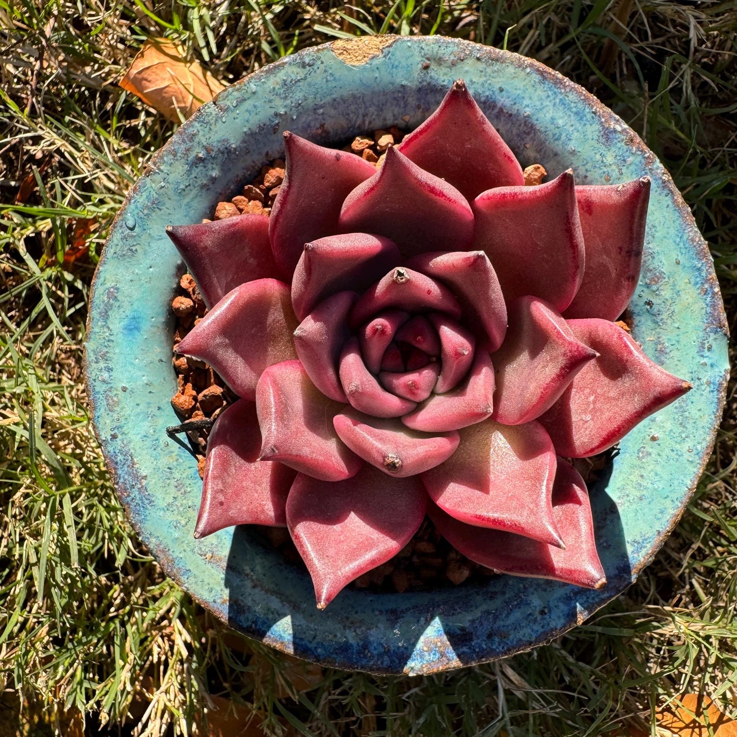 Echeveria 'agavoides Romeo', 2.2inches, Bare Root, Imported Rare Succulent, live plant ,nice color