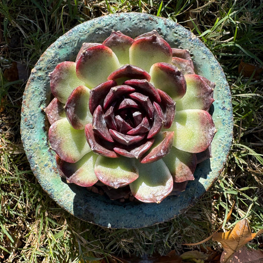 New! Echeveria  'black caramel ', single head ,  2.9inches , Bare Root, Imported Rare Succulent, live plant