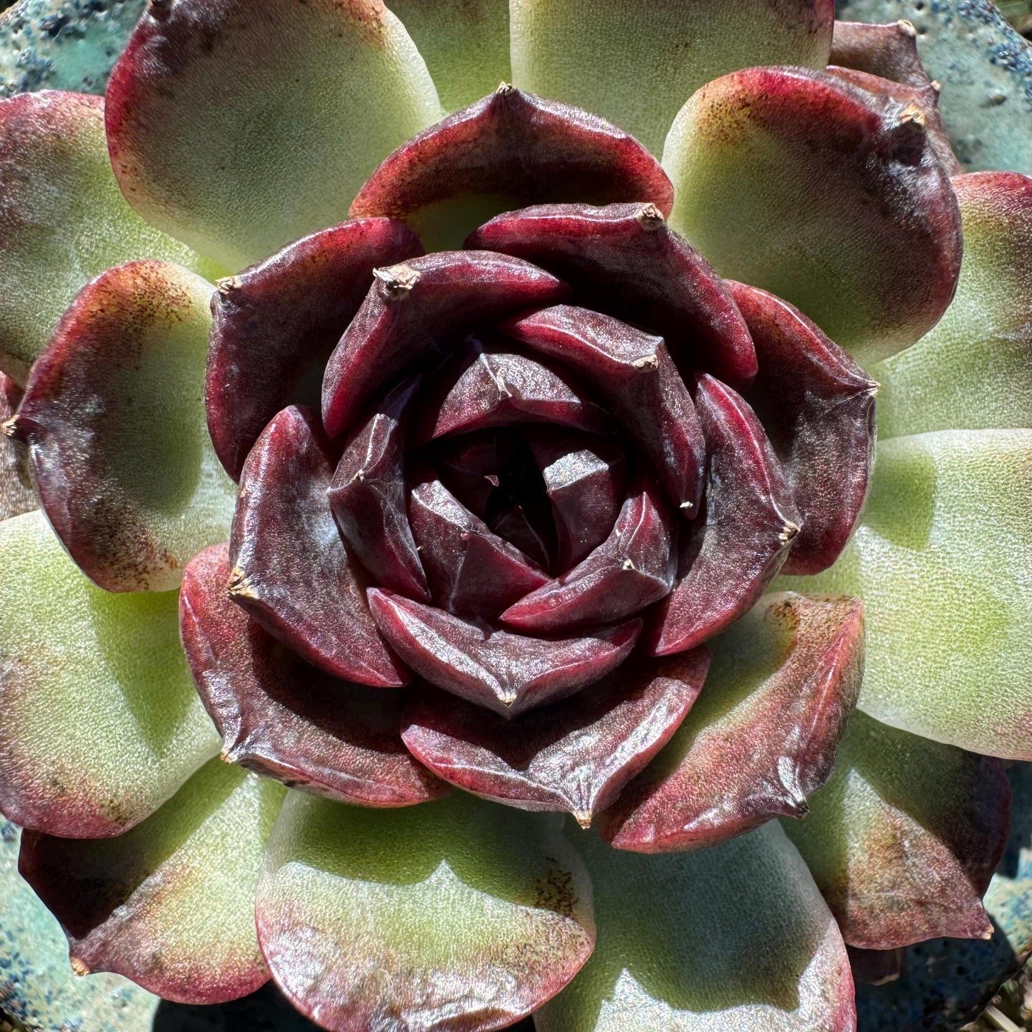 New! Echeveria  'black caramel ', single head ,  2.9inches , Bare Root, Imported Rare Succulent, live plant