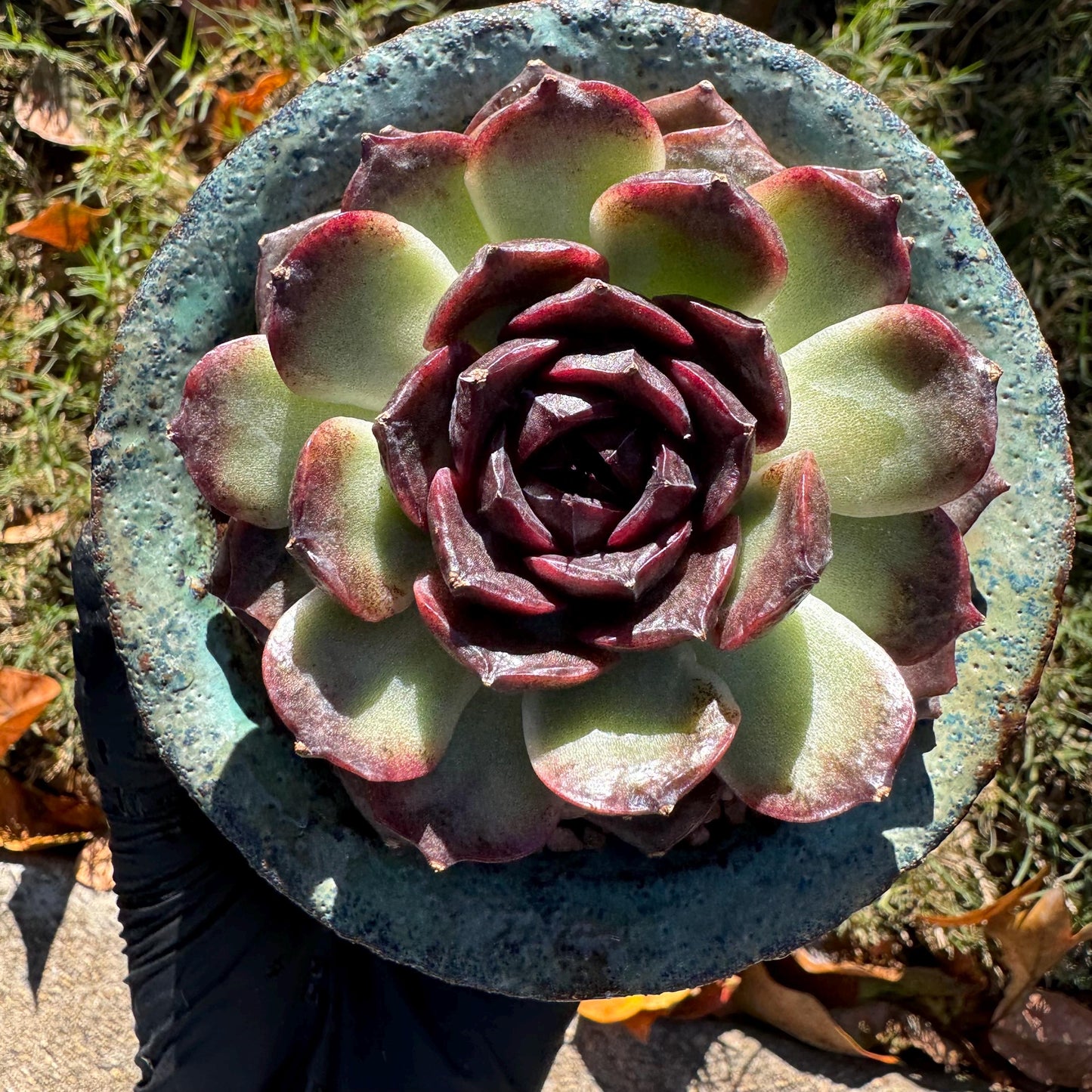 New! Echeveria  'black caramel ', single head ,  2.9inches , Bare Root, Imported Rare Succulent, live plant