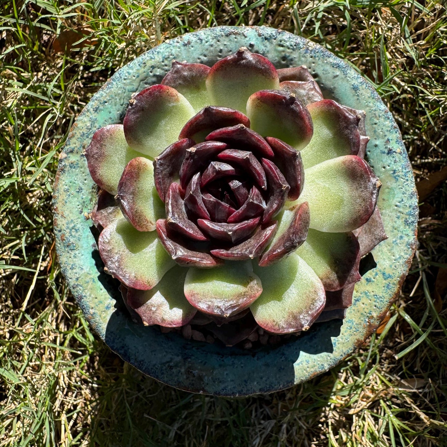 New! Echeveria  'black caramel ', single head ,  2.9inches , Bare Root, Imported Rare Succulent, live plant