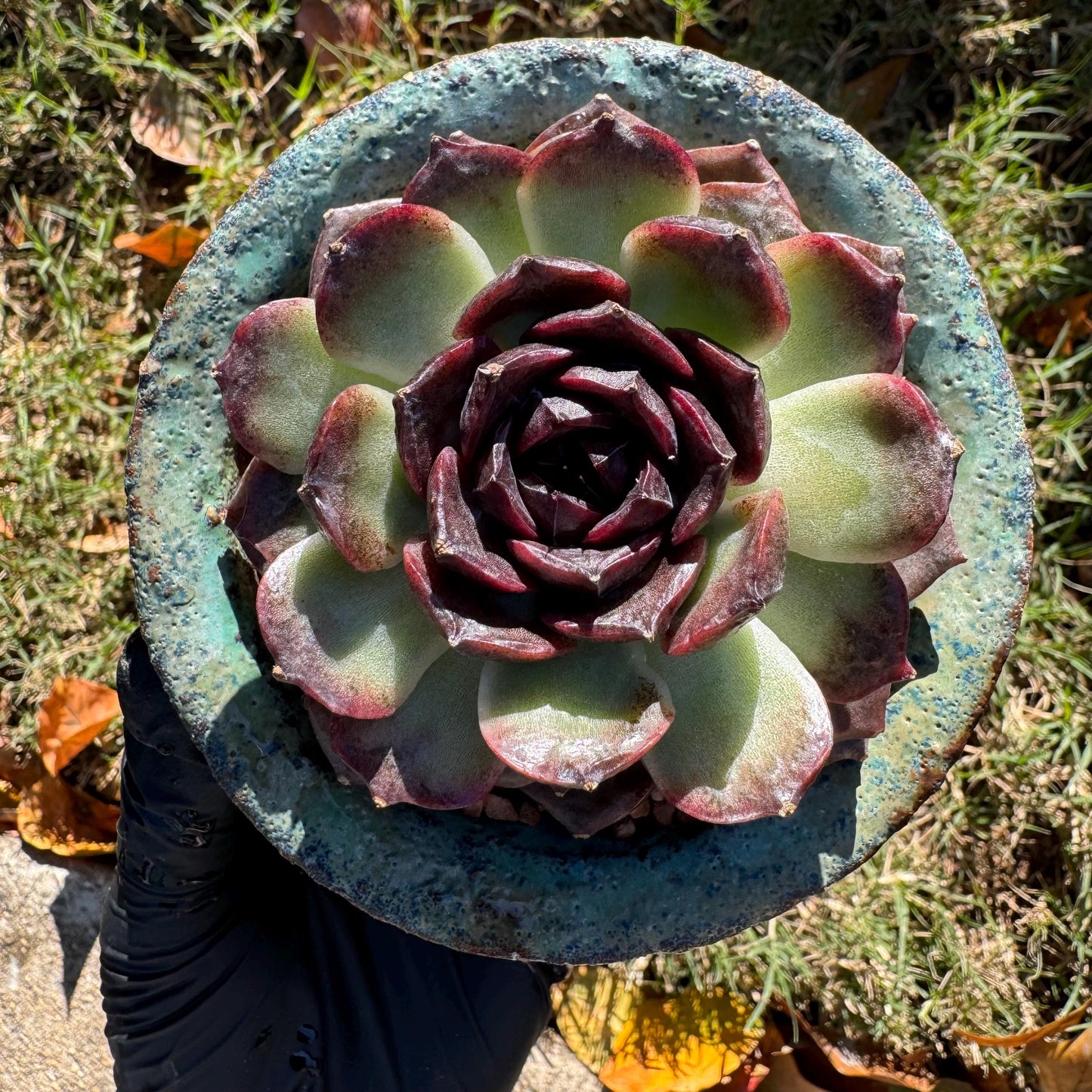 New! Echeveria  'black caramel ', single head ,  2.9inches , Bare Root, Imported Rare Succulent, live plant