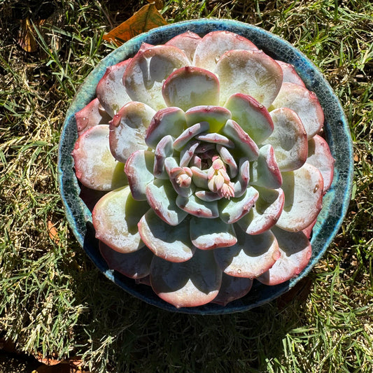 Echeveria ‘big Monroe’,  single head, 4.5inches, great quality, nice color, Bare Root, Imported Rare Succulent