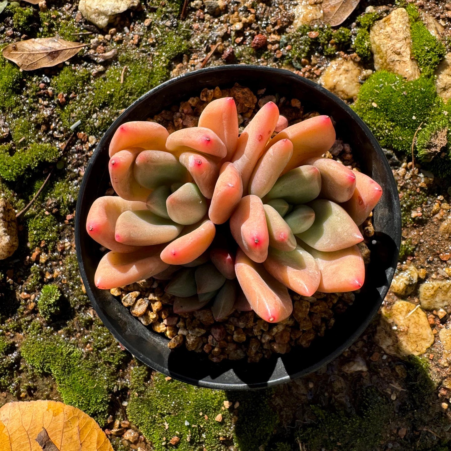 Gratoveria 'Ruby Donna' , 3heads, 2.5inches,   Bare Root, Imported Rare Succulent, live plant ,gift