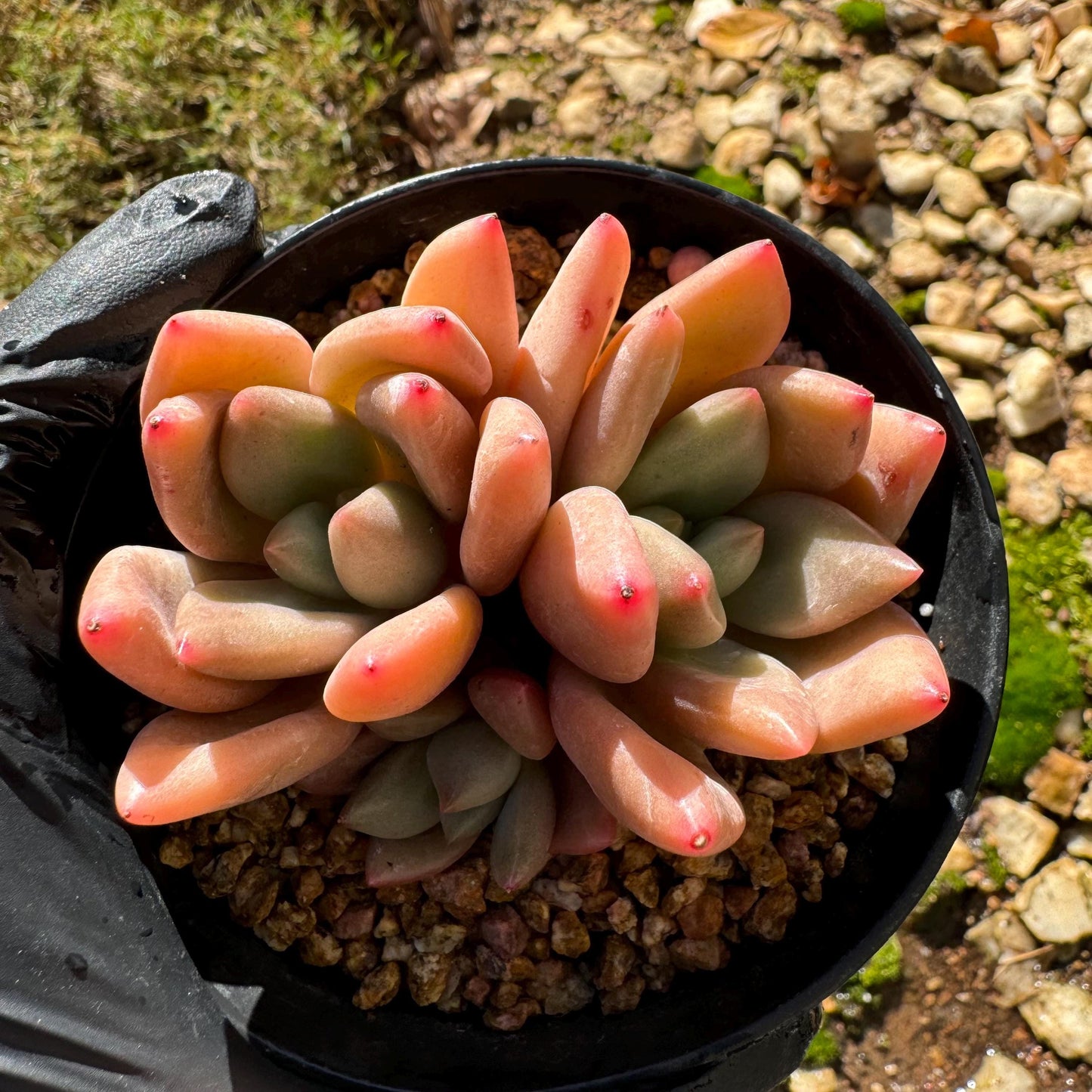 Gratoveria 'Ruby Donna' , 3heads, 2.5inches,   Bare Root, Imported Rare Succulent, live plant ,gift