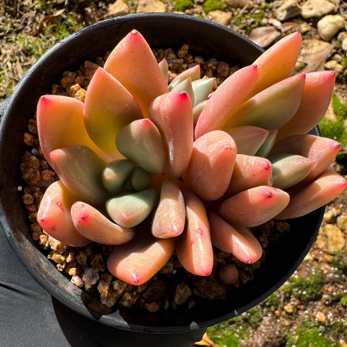 Gratoveria 'Ruby Donna' , 3heads, 2.5inches,   Bare Root, Imported Rare Succulent, live plant ,gift