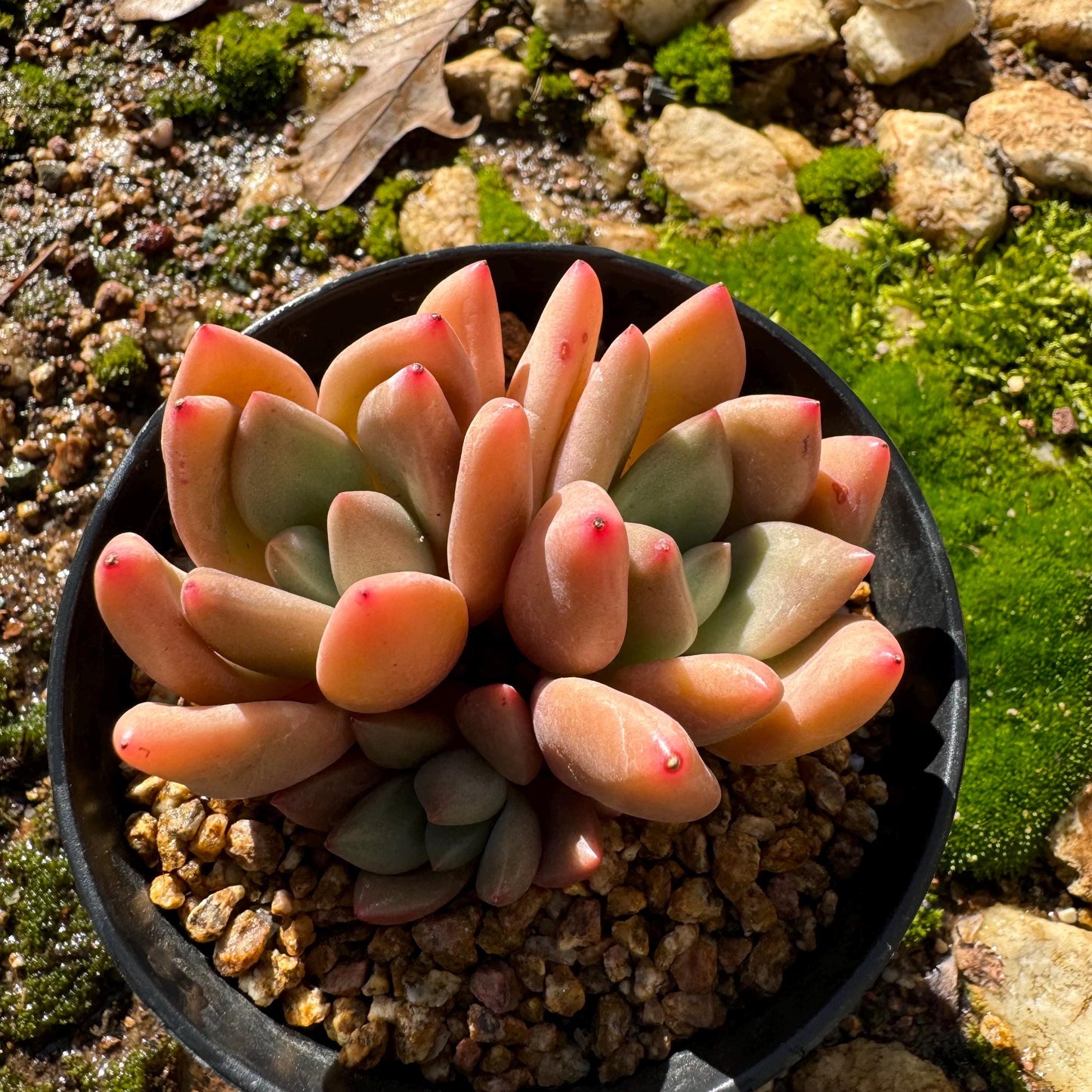 Gratoveria 'Ruby Donna' , 3heads, 2.5inches,   Bare Root, Imported Rare Succulent, live plant ,gift