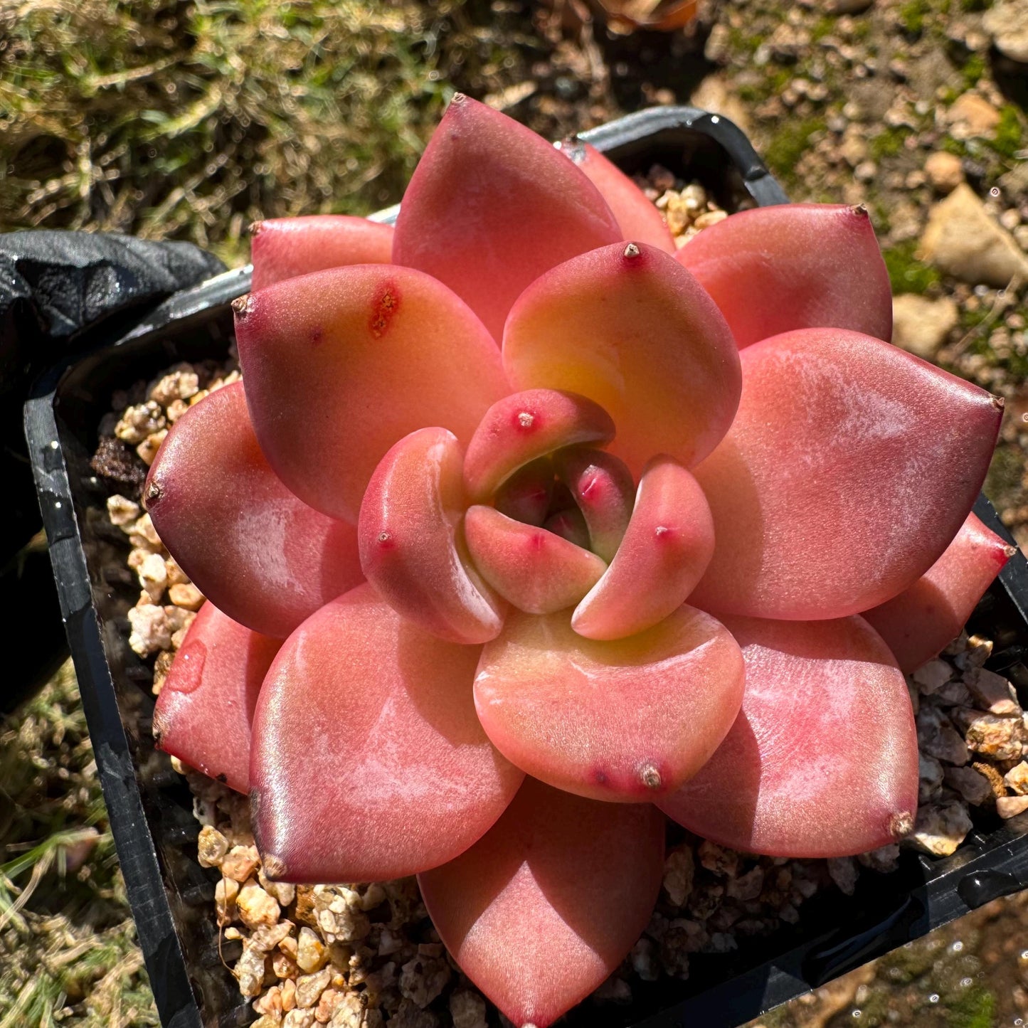 Echeveria 'Anke/ Encore', 2.5 inches, Imported Rare Succulent, Bare Root