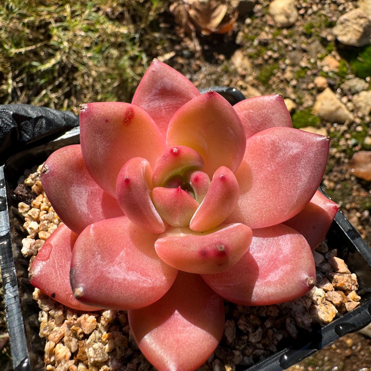 Echeveria 'Anke/ Encore', 2.5 inches, Imported Rare Succulent, Bare Root