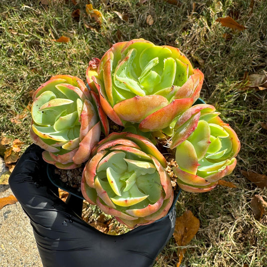 Echeveria 'Peach Pride'  small cluster,  3.0inches, Bare Root, Imported Rare Succulent, gift , live plant