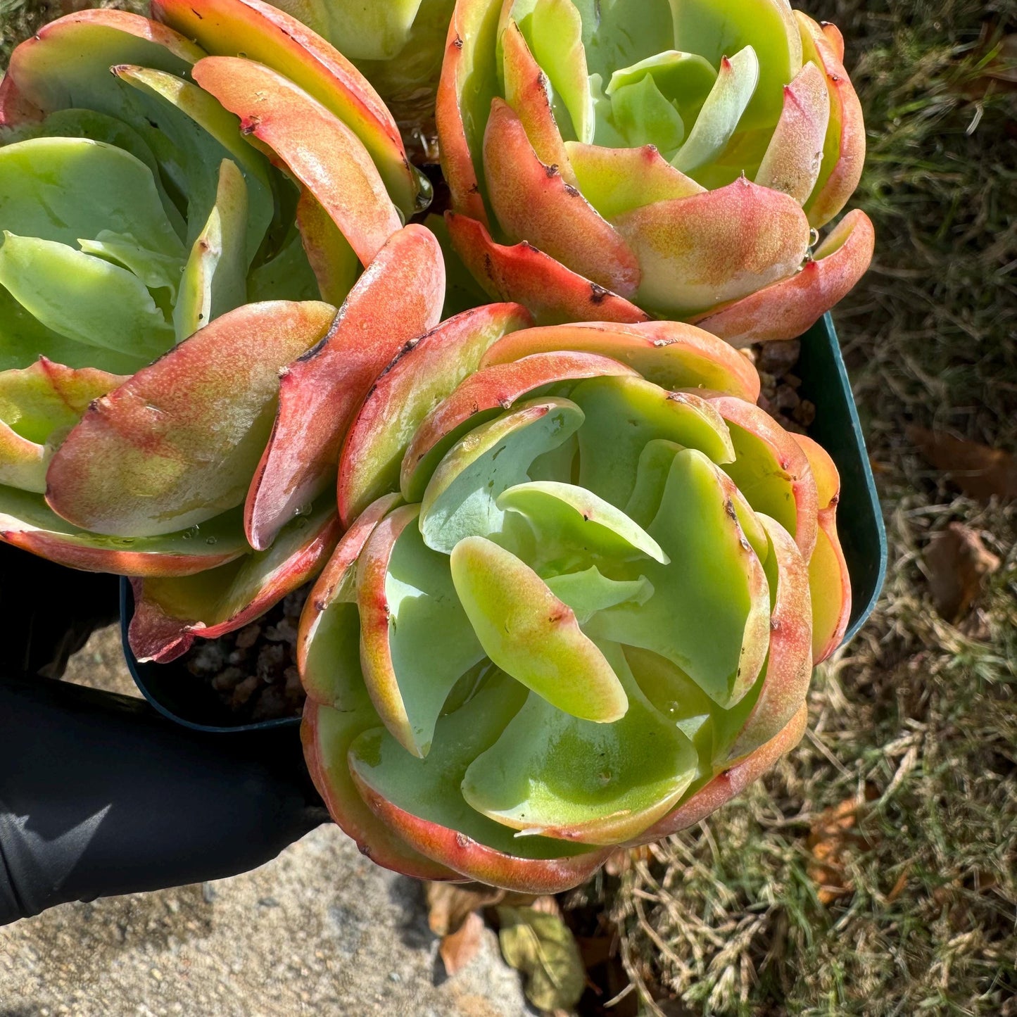 Echeveria 'Peach Pride'  small cluster,  3.0inches, Bare Root, Imported Rare Succulent, gift , live plant