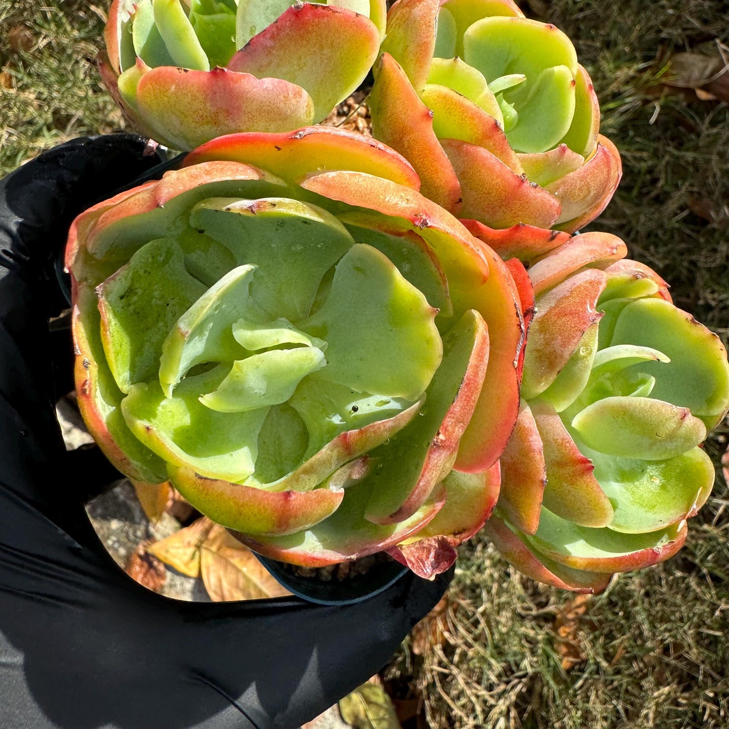 Echeveria 'Peach Pride'  small cluster,  3.0inches, Bare Root, Imported Rare Succulent, gift , live plant