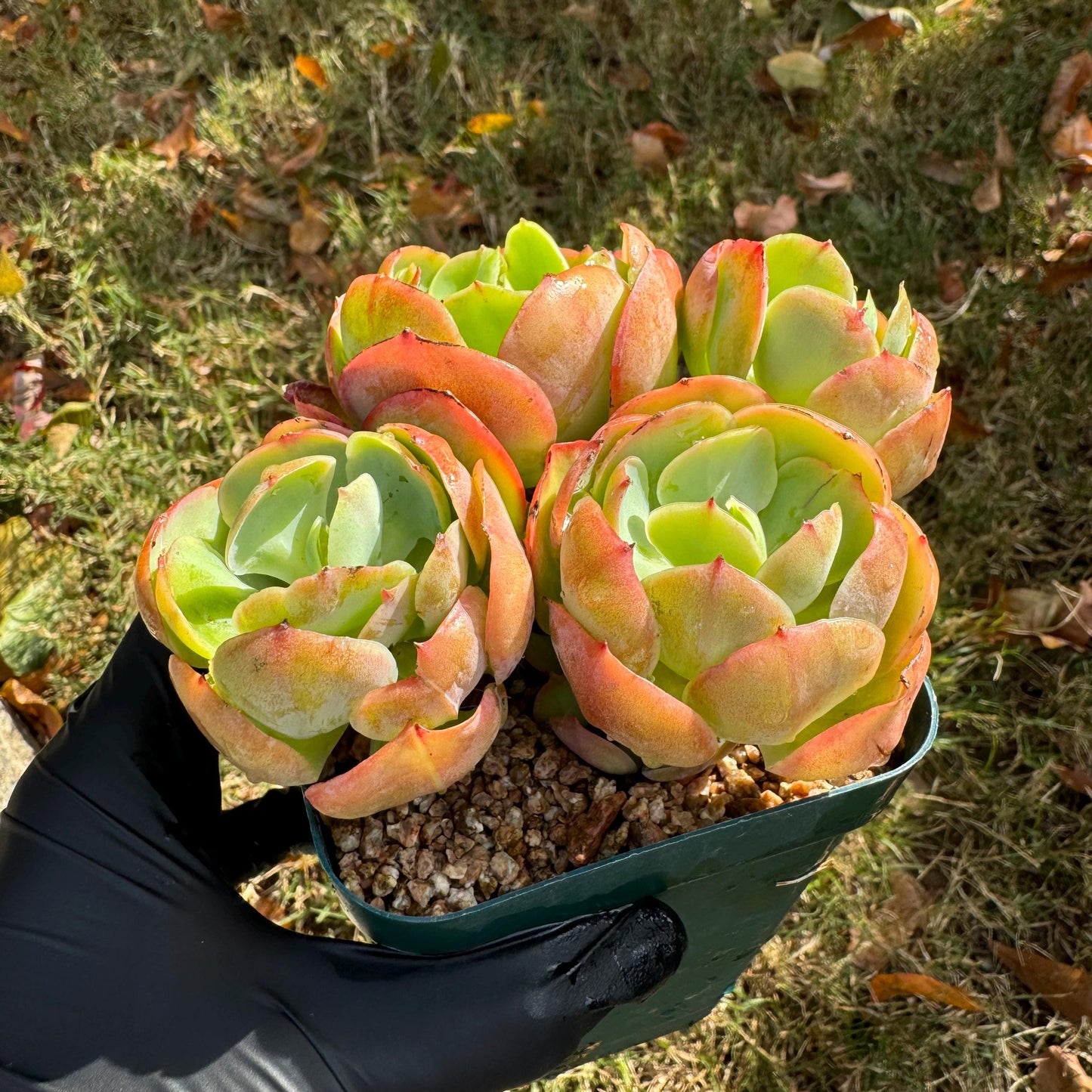 Echeveria 'Peach Pride'  small cluster,  3.0inches, Bare Root, Imported Rare Succulent, gift , live plant