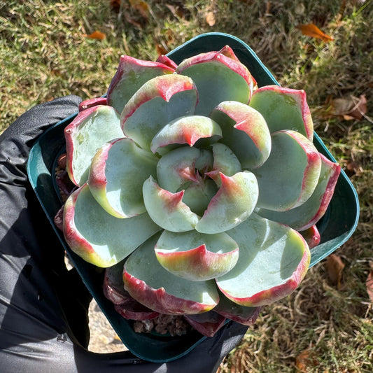 Echeveria Agavoides'Casio', nice color, 3.2inches, Imported Rare Succulent, Bare Root, live plant, gift