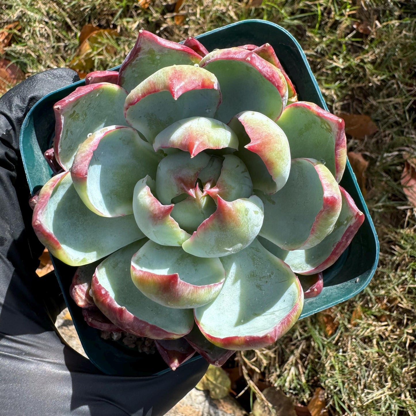 Echeveria Agavoides'Casio', nice color, 3.2inches, Imported Rare Succulent, Bare Root, live plant, gift