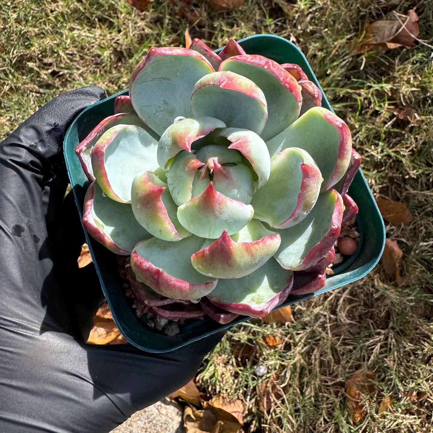 Echeveria Agavoides'Casio', nice color, 3.2inches, Imported Rare Succulent, Bare Root, live plant, gift