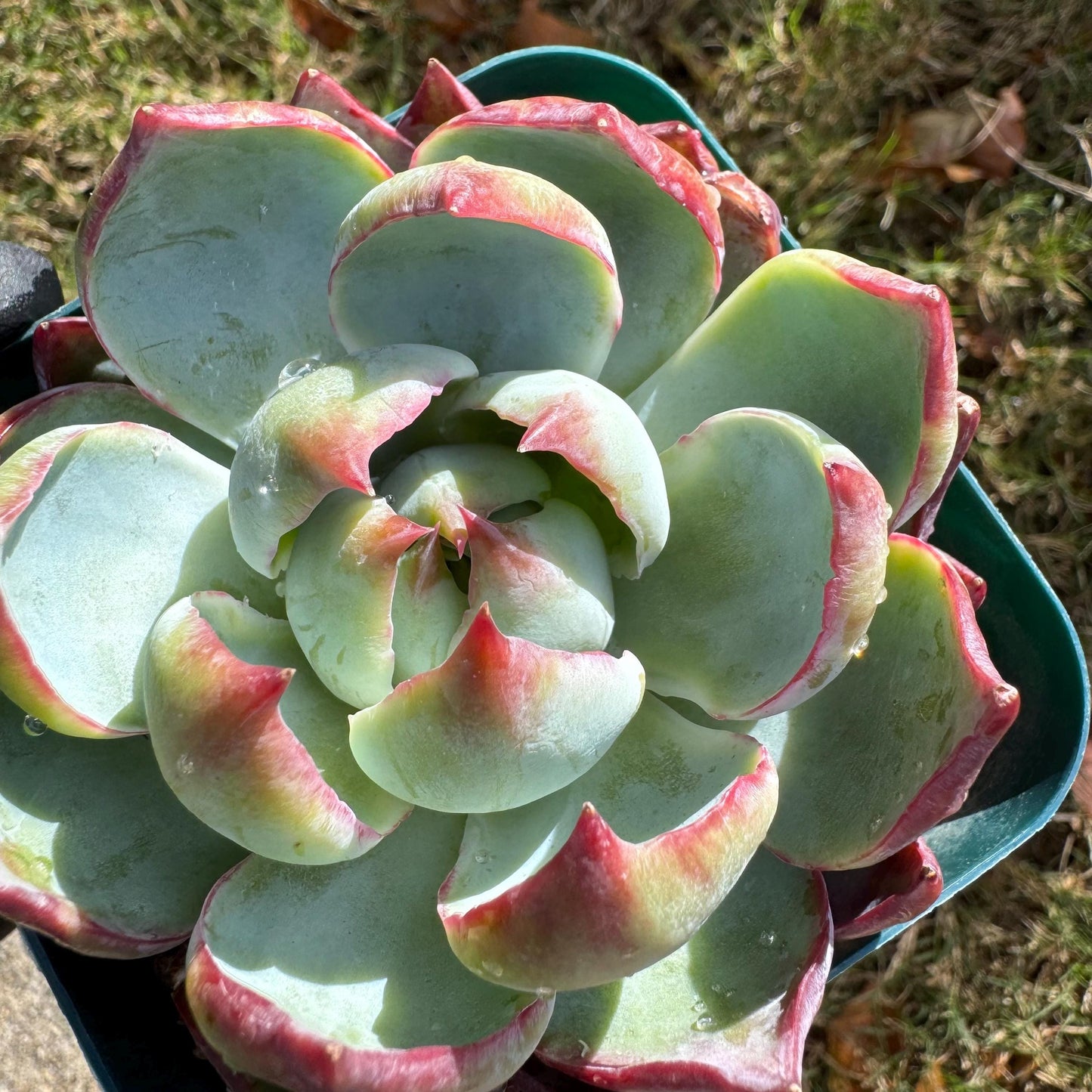 Echeveria Agavoides'Casio', nice color, 3.2inches, Imported Rare Succulent, Bare Root, live plant, gift