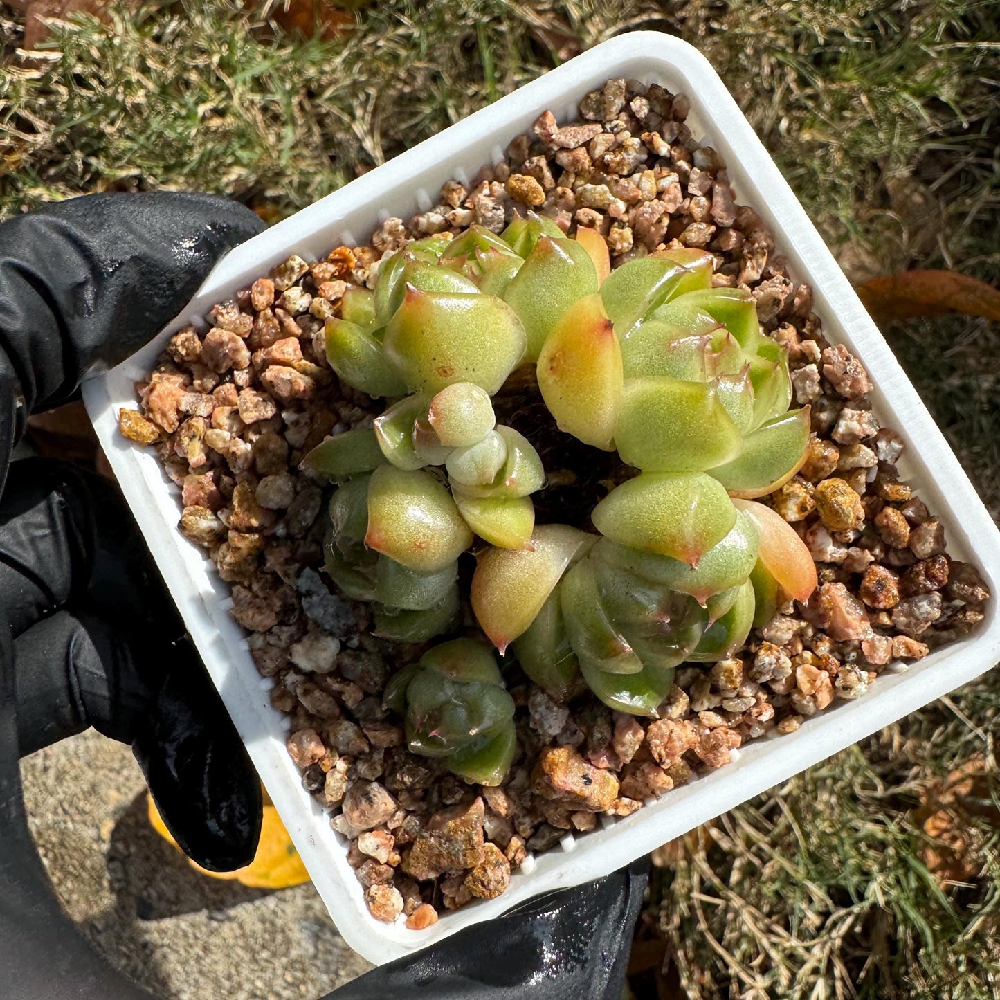 Echeveria  'Jenny sp. '  cluster, tiny size,nice green , ,1.7inches, Bare Root, Imported Rare Succulent, live plant