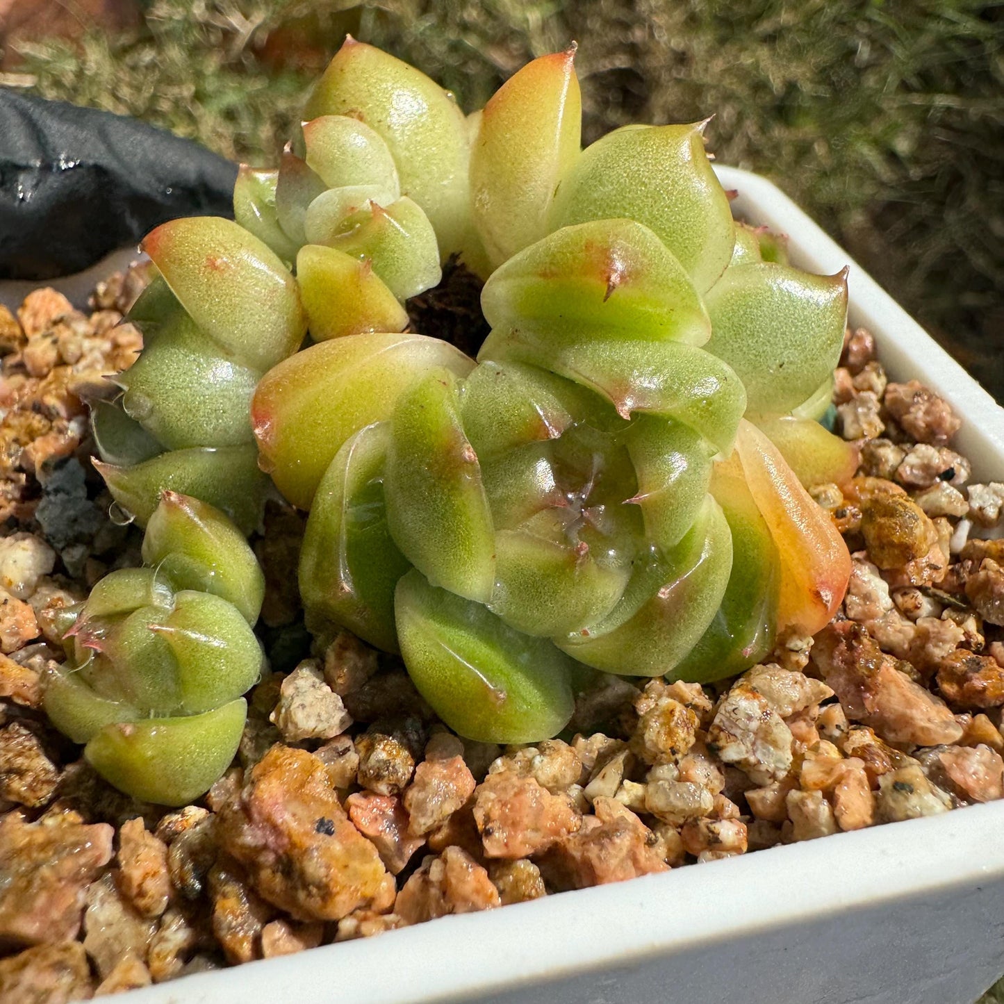 Echeveria  'Jenny sp. '  cluster, tiny size,nice green , ,1.7inches, Bare Root, Imported Rare Succulent, live plant