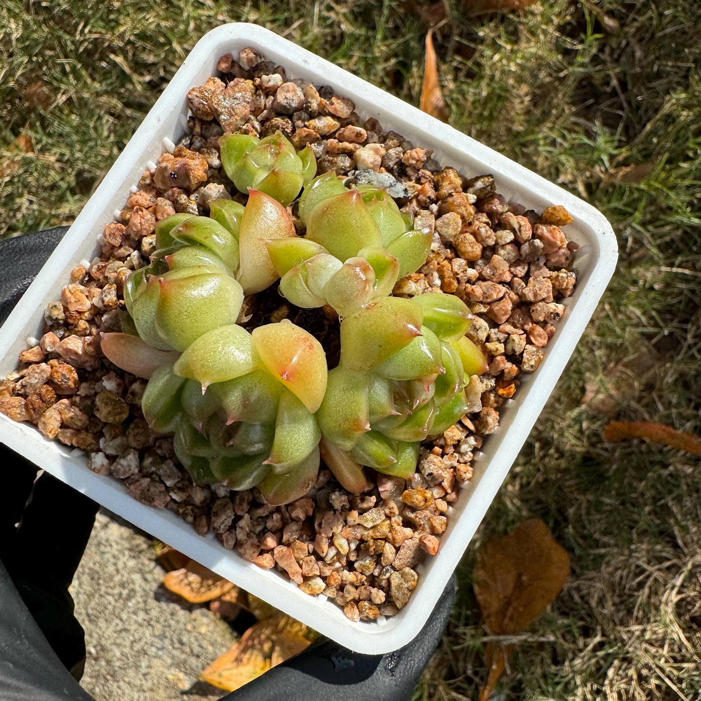 Echeveria  'Jenny sp. '  cluster, tiny size,nice green , ,1.7inches, Bare Root, Imported Rare Succulent, live plant