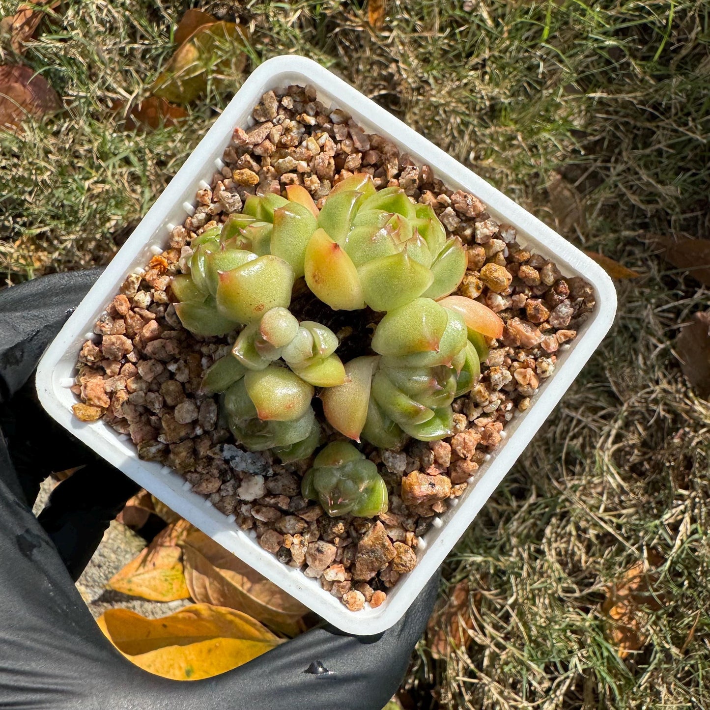 Echeveria  'Jenny sp. '  cluster, tiny size,nice green , ,1.7inches, Bare Root, Imported Rare Succulent, live plant