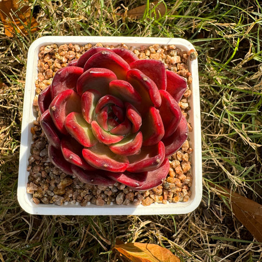 New! Echeveria  'lantern  ', 2.1 inches, single head, nice color , Bare Root, Imported Rare Succulent