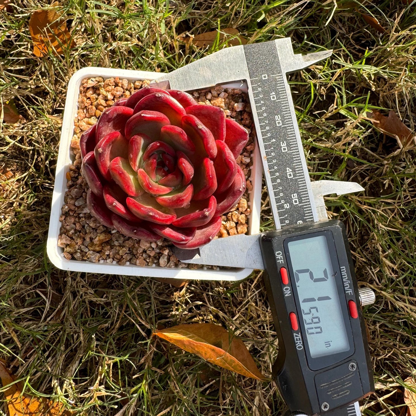 New! Echeveria  'lantern  ', 2.1 inches, single head, nice color , Bare Root, Imported Rare Succulent