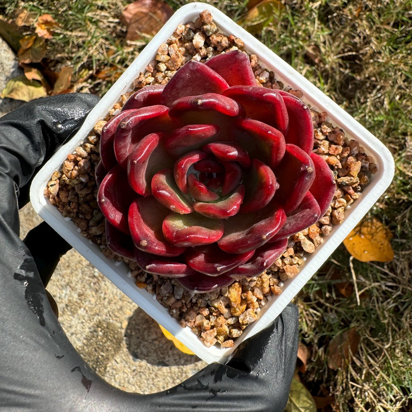 New! Echeveria  'lantern  ', 2.1 inches, single head, nice color , Bare Root, Imported Rare Succulent