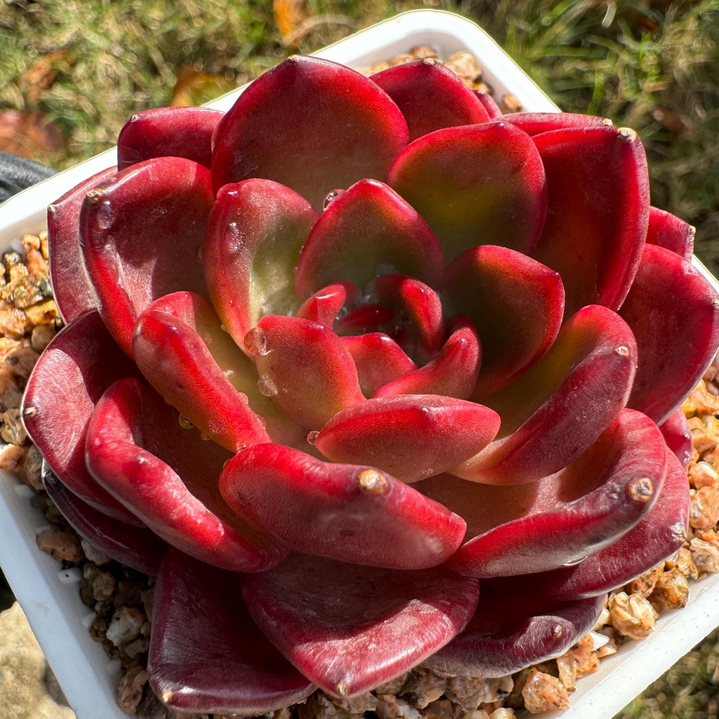 New! Echeveria  'lantern  ', 2.1 inches, single head, nice color , Bare Root, Imported Rare Succulent