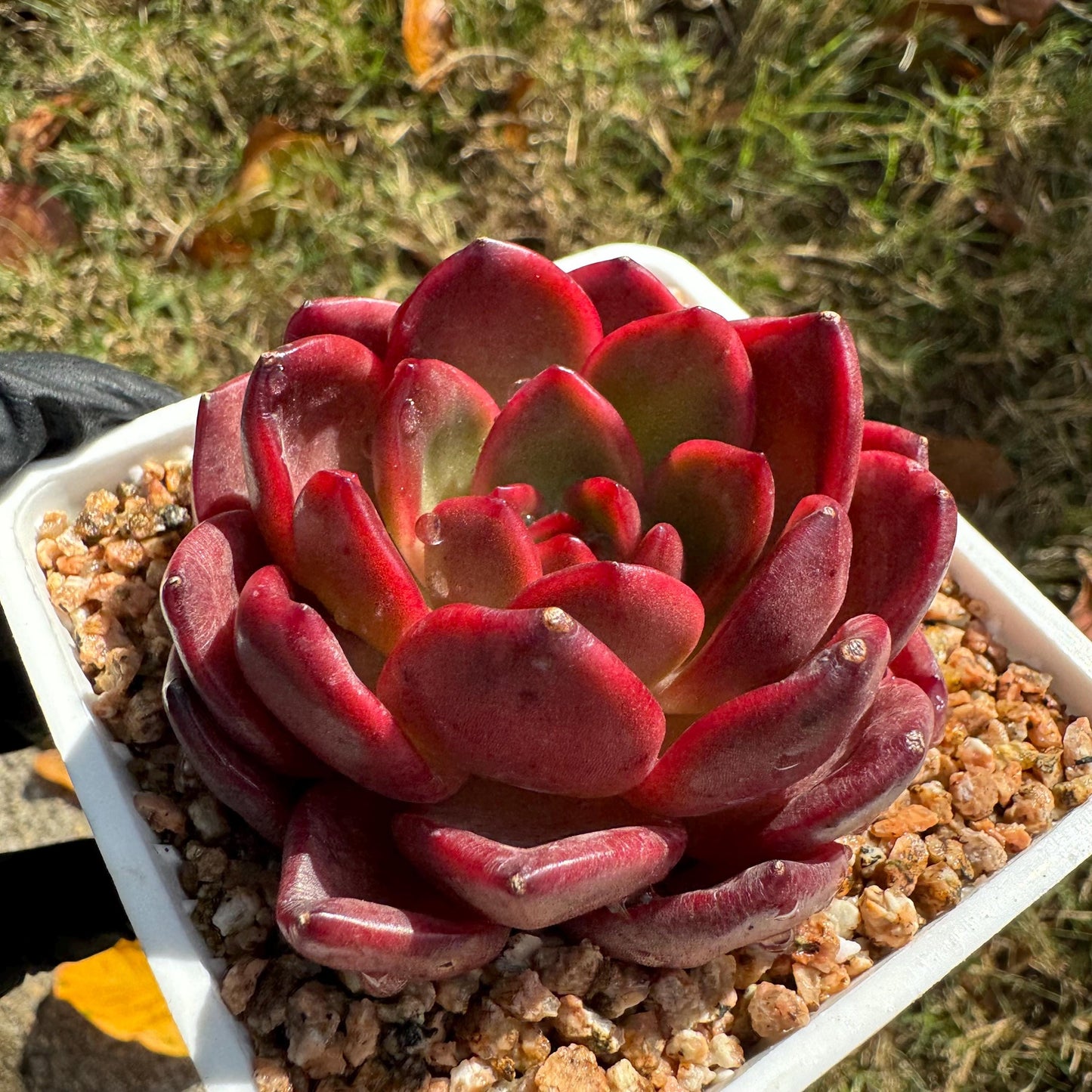 New! Echeveria  'lantern  ', 2.1 inches, single head, nice color , Bare Root, Imported Rare Succulent