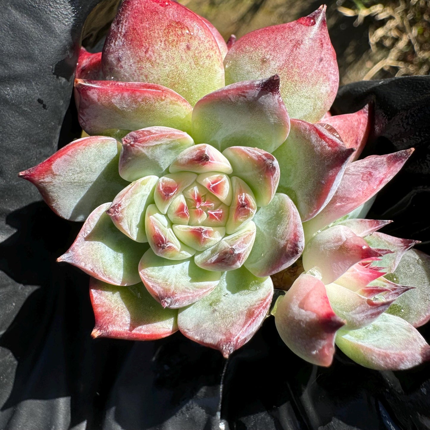 Echeveria 'chihuahuensis Variegated' , 1.9inches, New Hybrid, bare Root, Imported Rare Succulent, live plant, gift