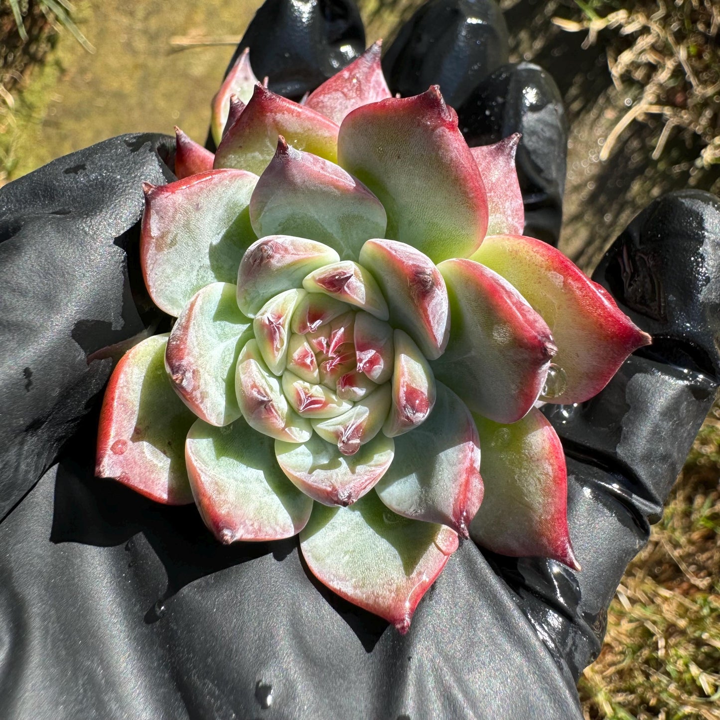 Echeveria 'chihuahuensis Variegated' , 1.9inches, New Hybrid, bare Root, Imported Rare Succulent, live plant, gift