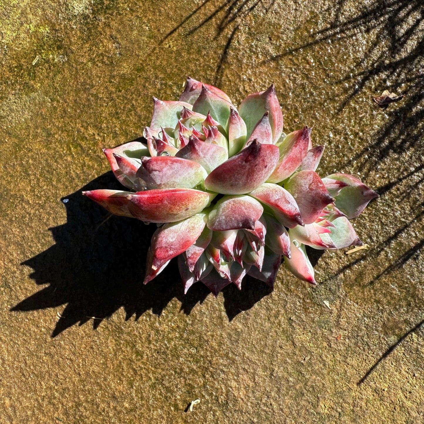 Echeveria 'chihuahuensis Variegated' , 1.9inches, New Hybrid, bare Root, Imported Rare Succulent, live plant, gift