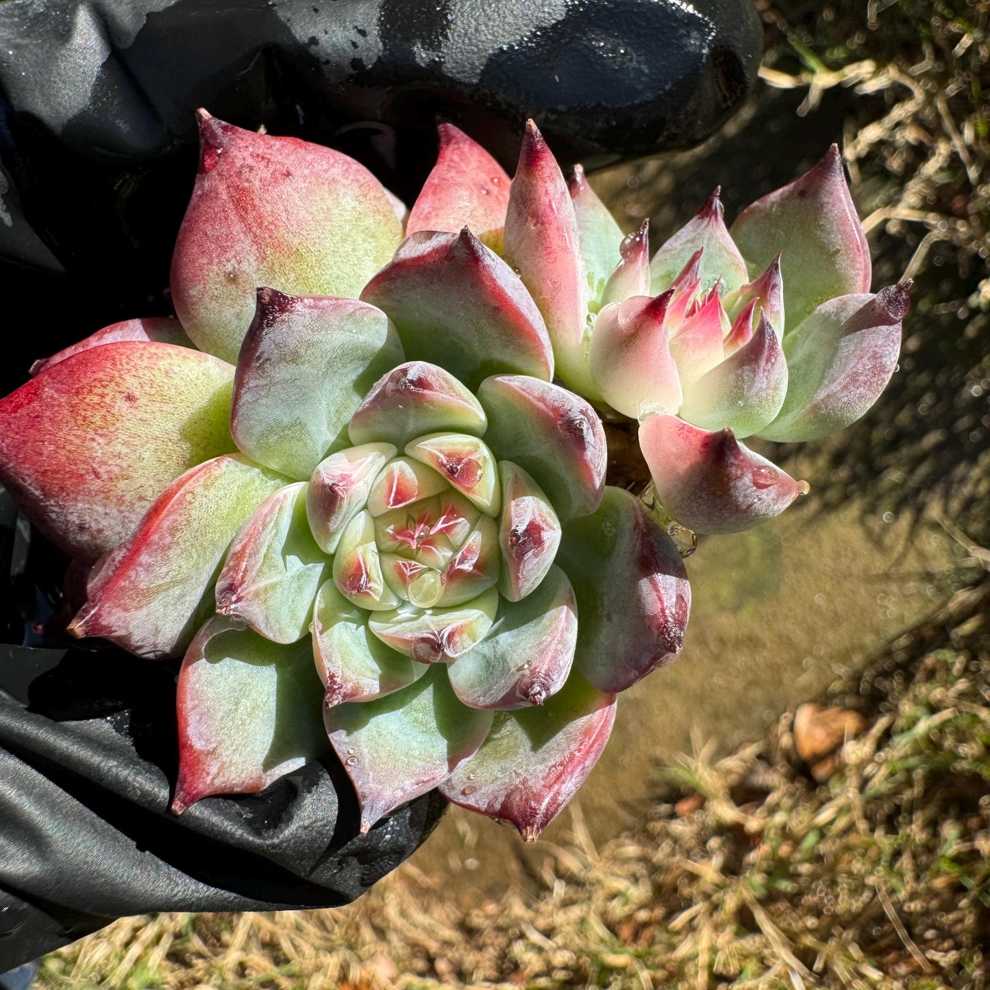 Echeveria 'chihuahuensis Variegated' , 1.9inches, New Hybrid, bare Root, Imported Rare Succulent, live plant, gift