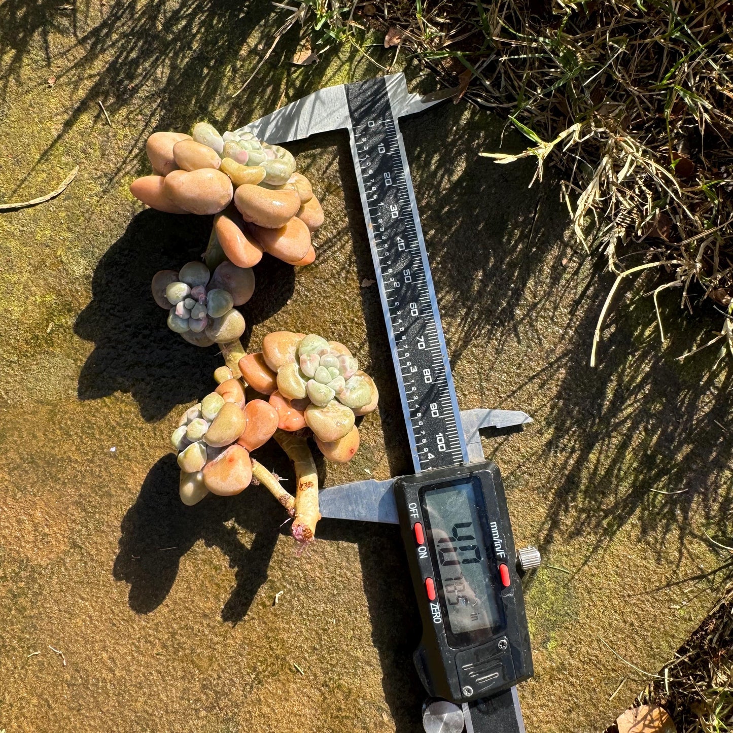 Graptopetalum 'Ellen' small cluster, length 4inches, imported Succulent, High quality, nice color, live plant