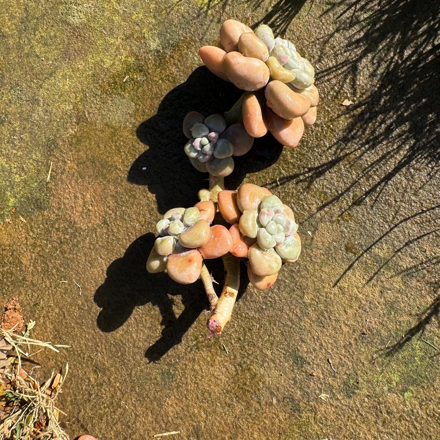 Graptopetalum 'Ellen' small cluster, length 4inches, imported Succulent, High quality, nice color, live plant