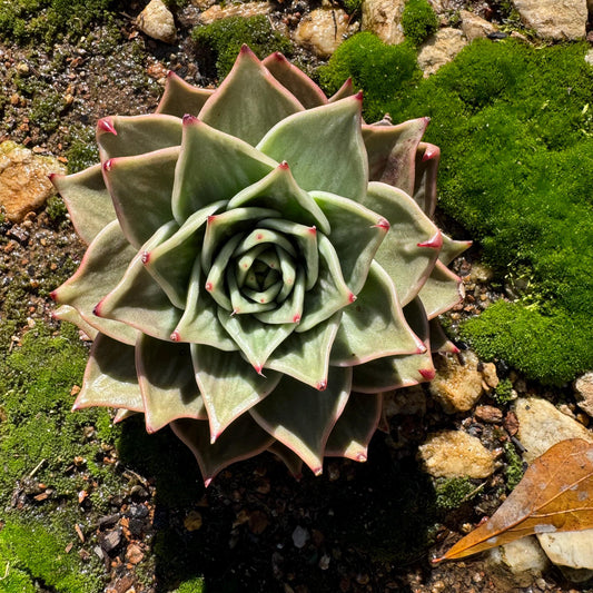 New! Echeveria  'Star variegated'  big single head ,  5.7inches, Bare Root, Imported Rare Succulent, live plant