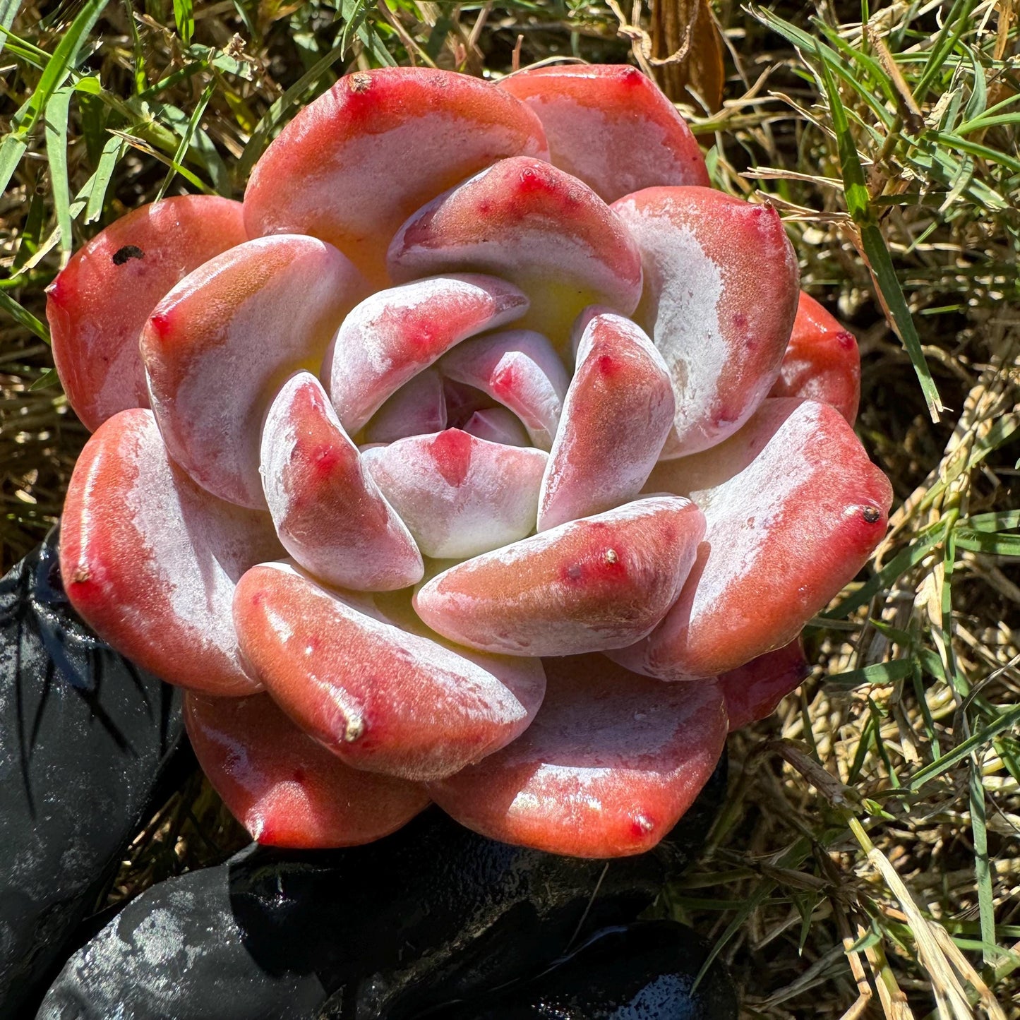 Echeveria  'pink Lychee',  tiny  single head,  nice color, 2inches,   great quality,  Bare Root, Imported Rare Succulent, gift