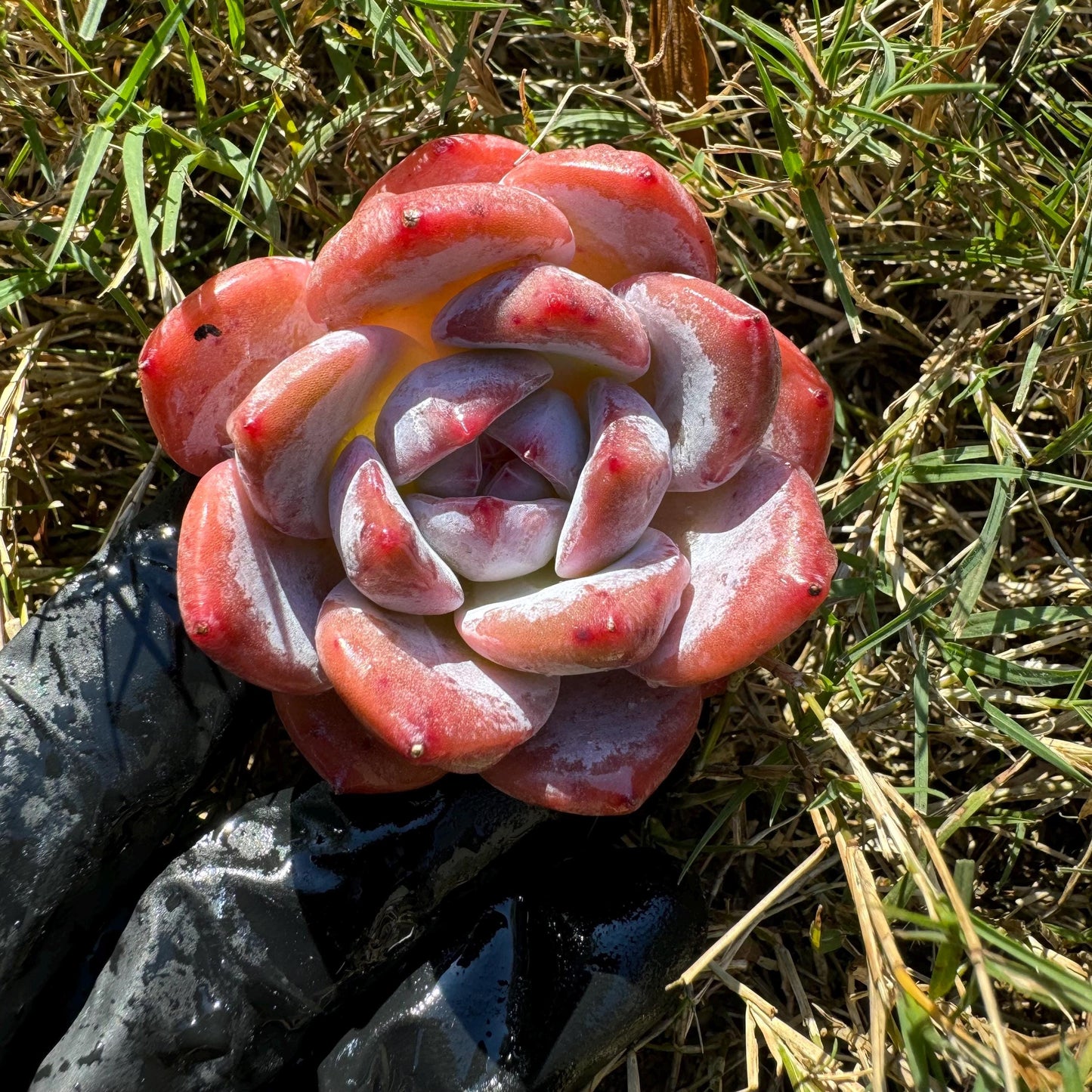 Echeveria  'pink Lychee',  tiny  single head,  nice color, 2inches,   great quality,  Bare Root, Imported Rare Succulent, gift