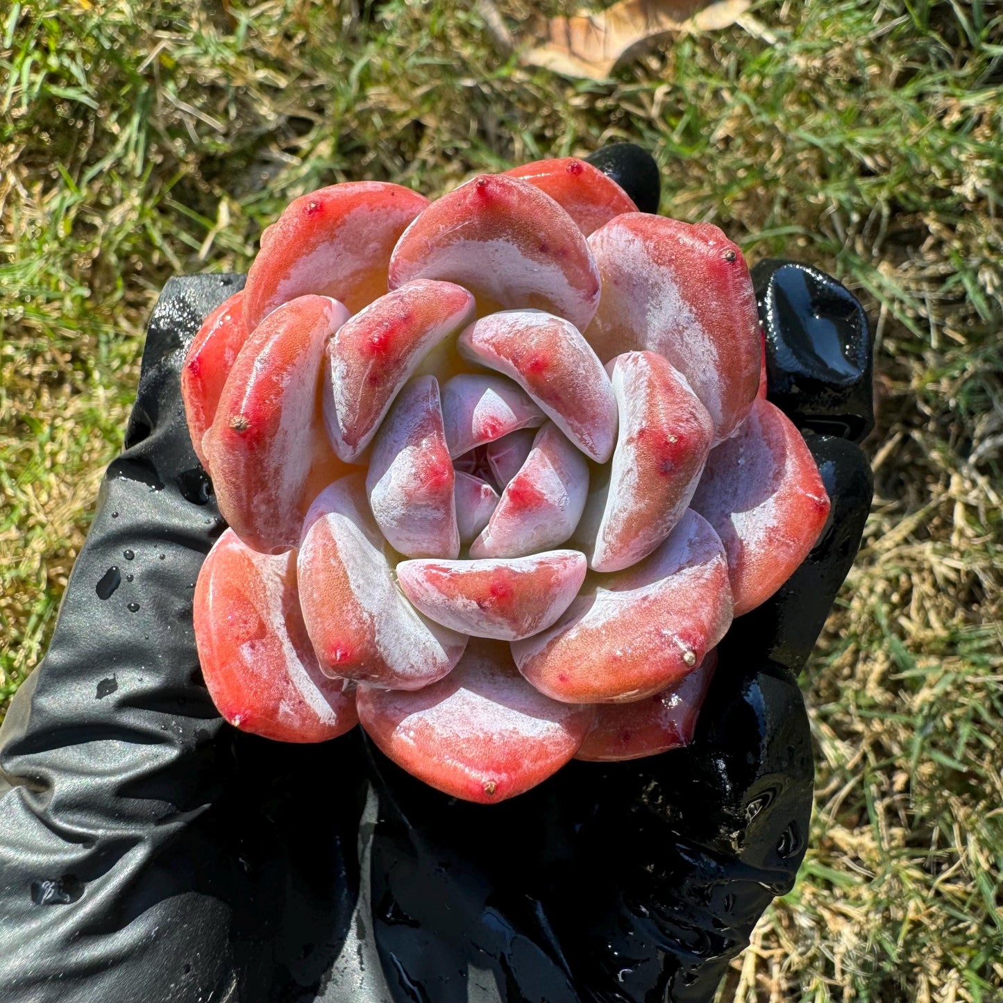 Echeveria  'pink Lychee',  tiny  single head,  nice color, 2inches,   great quality,  Bare Root, Imported Rare Succulent, gift